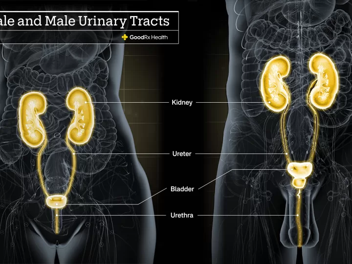 Anatomia dell’apparato urinario maschile e femminile