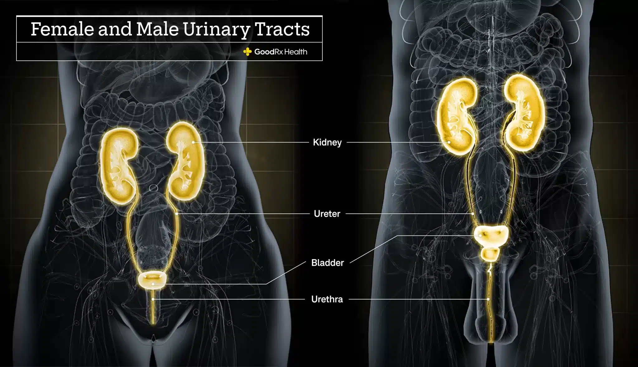 Anatomia dell’apparato urinario maschile e femminile